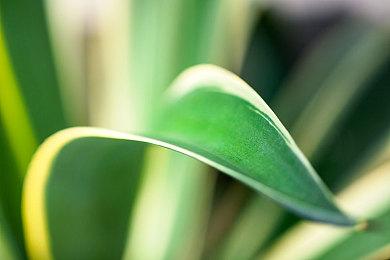 《真女神转生5》恶魔介绍：使役四鬼之一金鬼